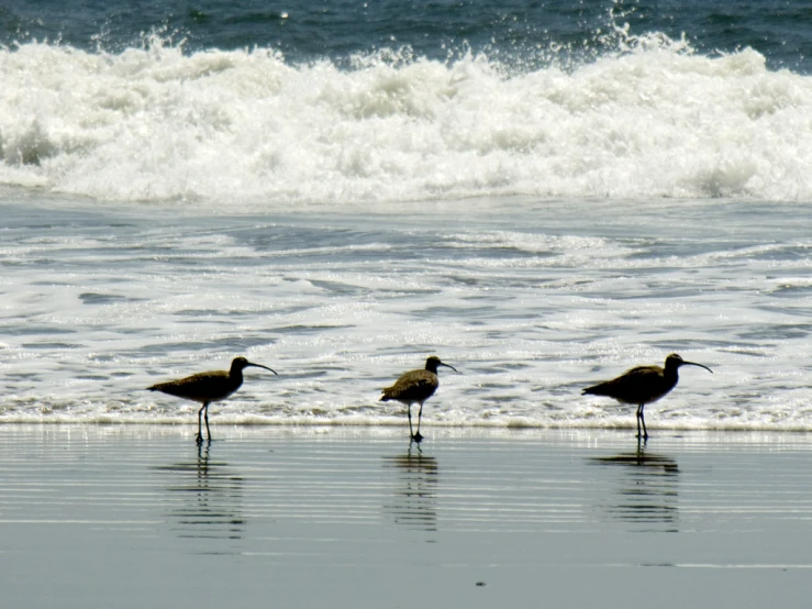 three birds are standing on the shore line