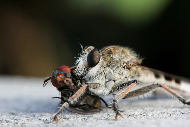 the flies are very close together to each other