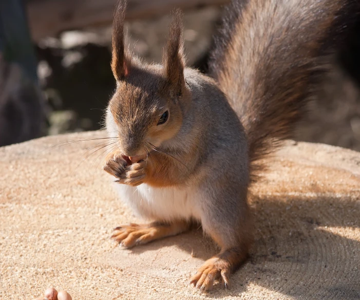 a squirrel is eating food on the ground