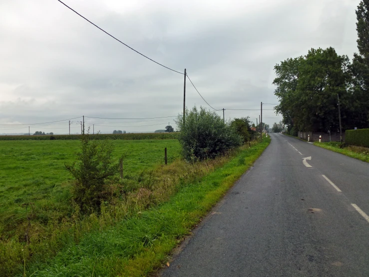 a empty road runs between some small trees