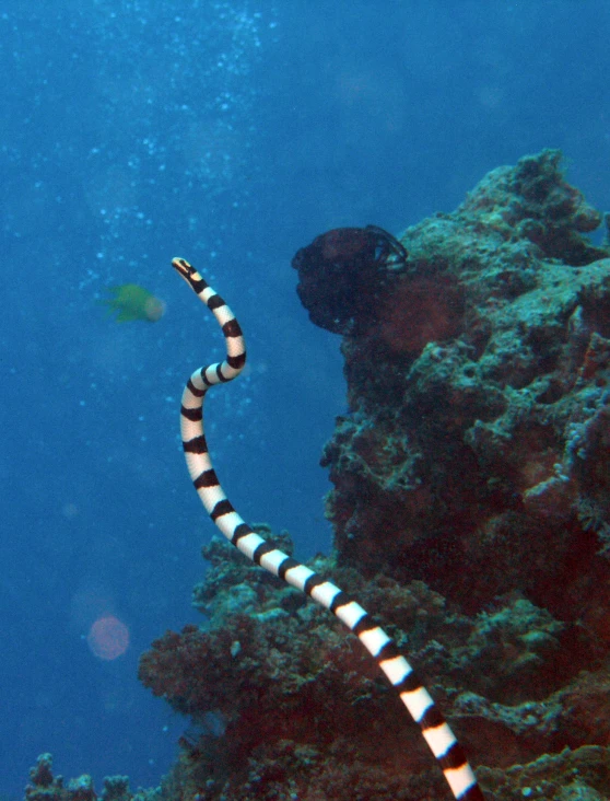 there is a small white and black sea snake