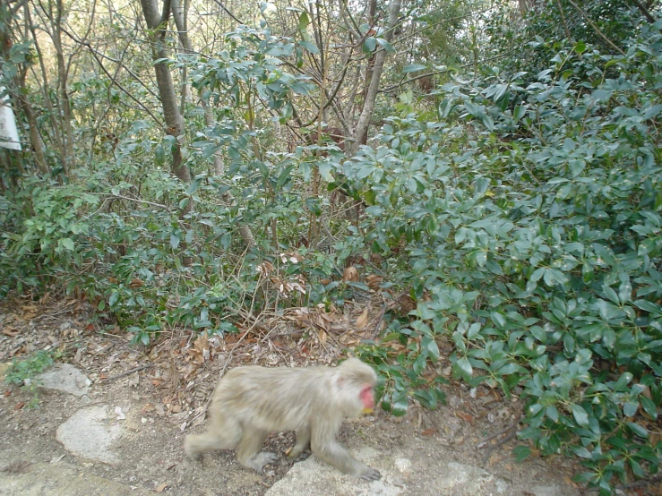 the monkey is walking in the brush, looking back