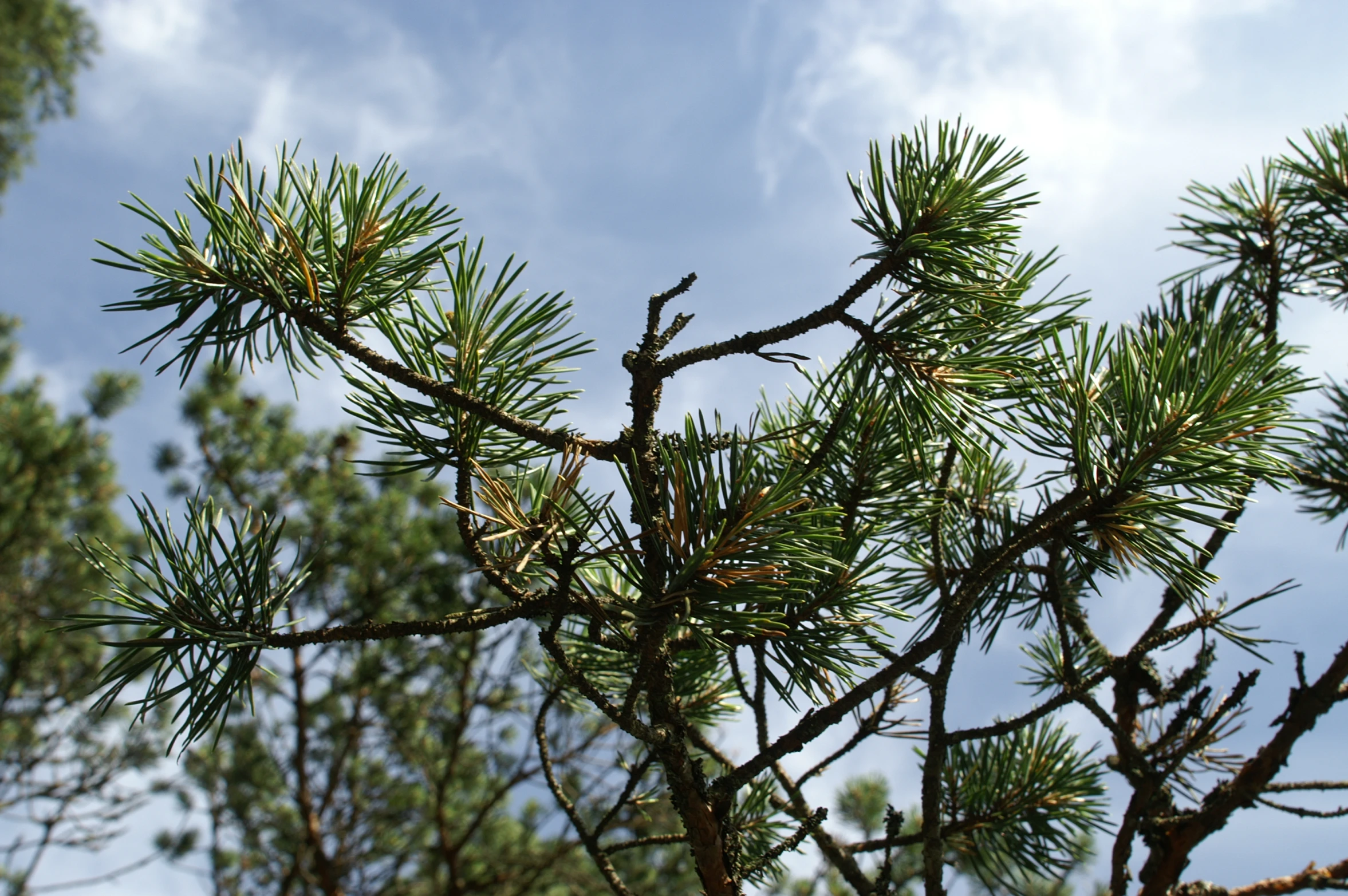 green pine nches against a blue sky and clouds