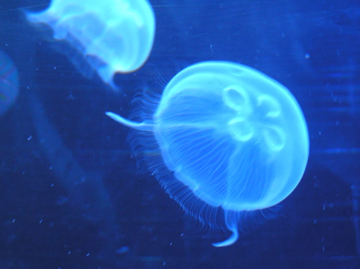 two jelly fish swimming together inside a aquarium