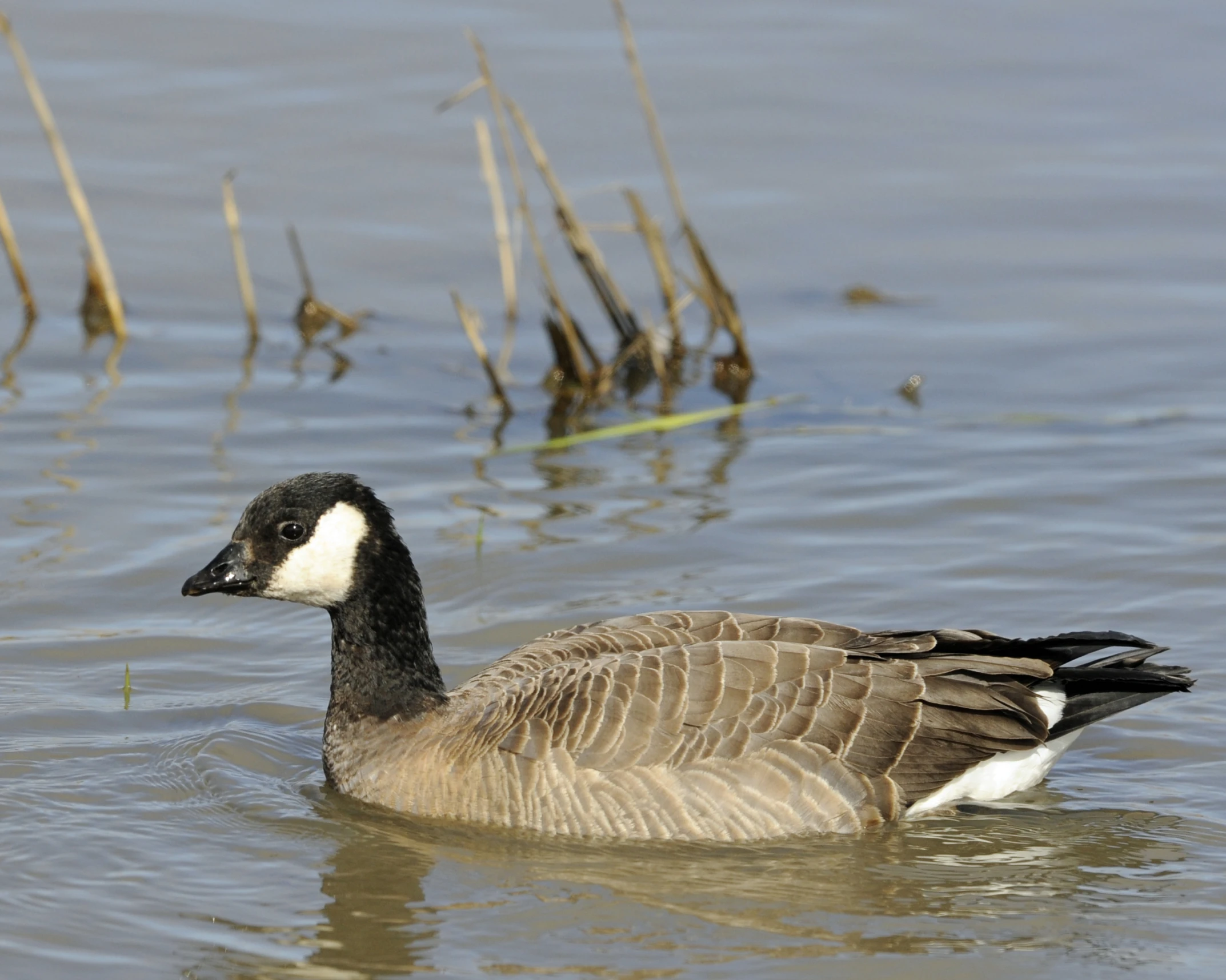 a bird is swimming in the middle of a pond