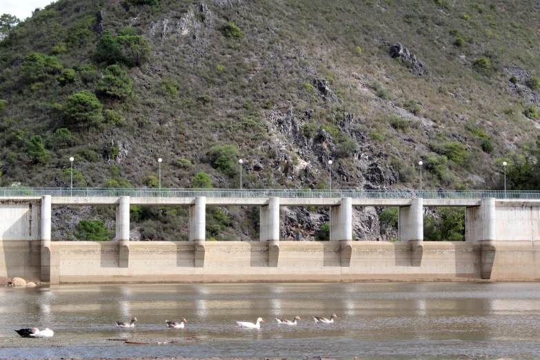 ducks float on the water in a lake below a bridge