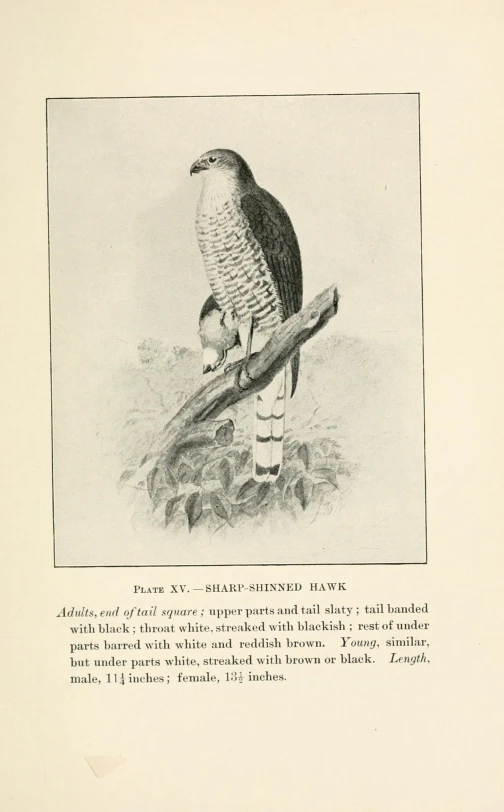 a bird sits atop a tree nch in a wood - like drawing