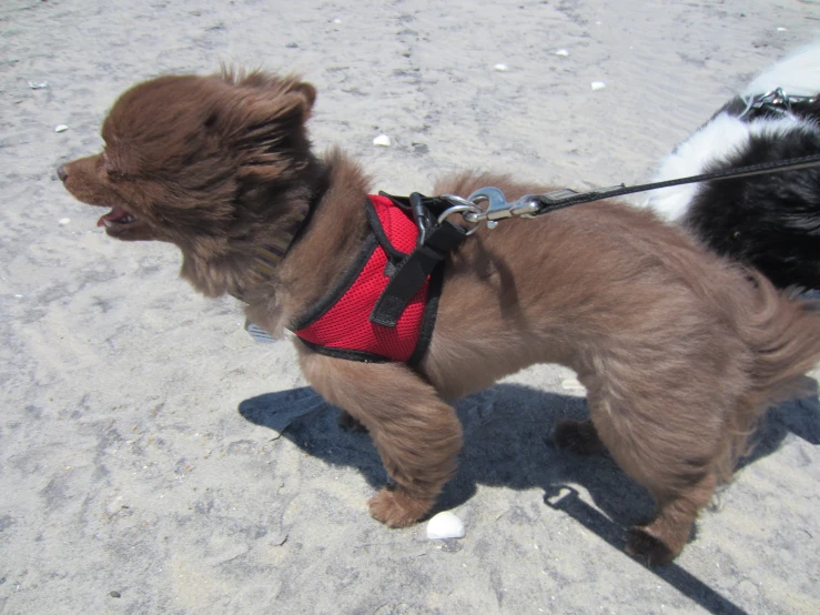 a small dog wearing a red harness on a leash