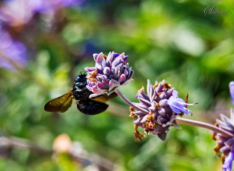 a green and black bee on purple flower