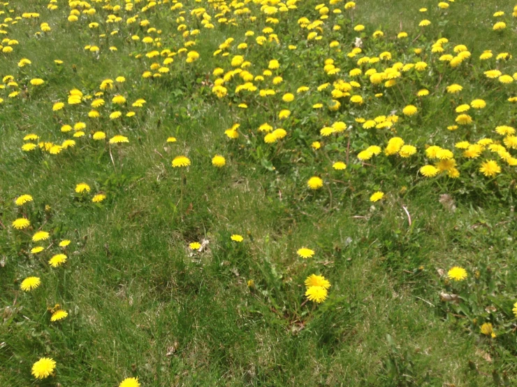 yellow flowers in the grass, thats not as large as the cow