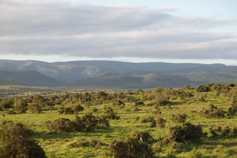 large open field with grass, bushes and mountains in the distance