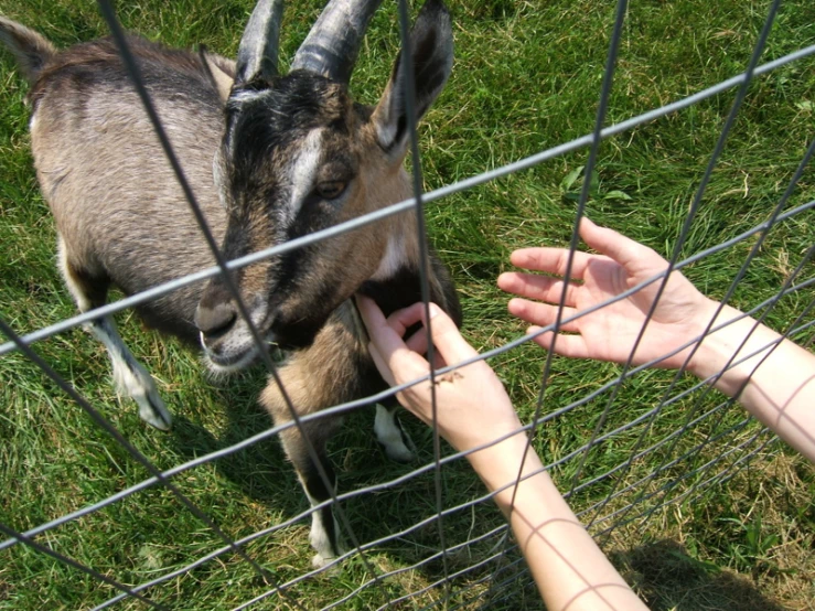 someone holding their hand over a goat in a cage