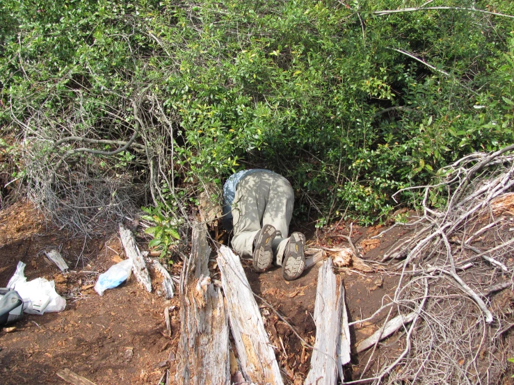 an elephant is walking by some trees and trash bags