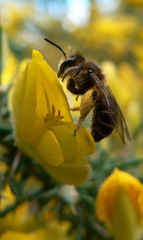 a bee that is on a flower with other flowers in the background