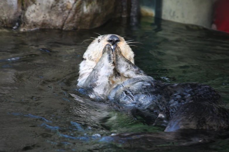 an animal swimming and making a funny face