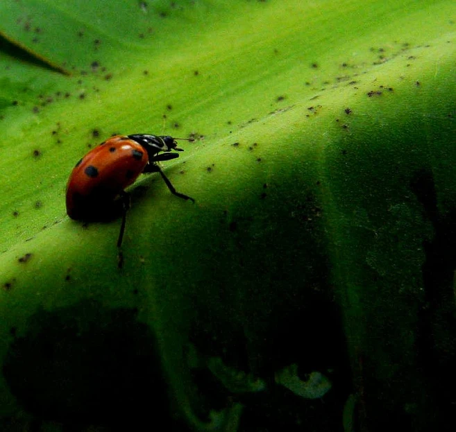 a ladybug crawling on a green plant