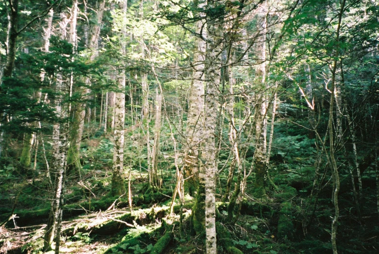 trees with the tops growing in the woods