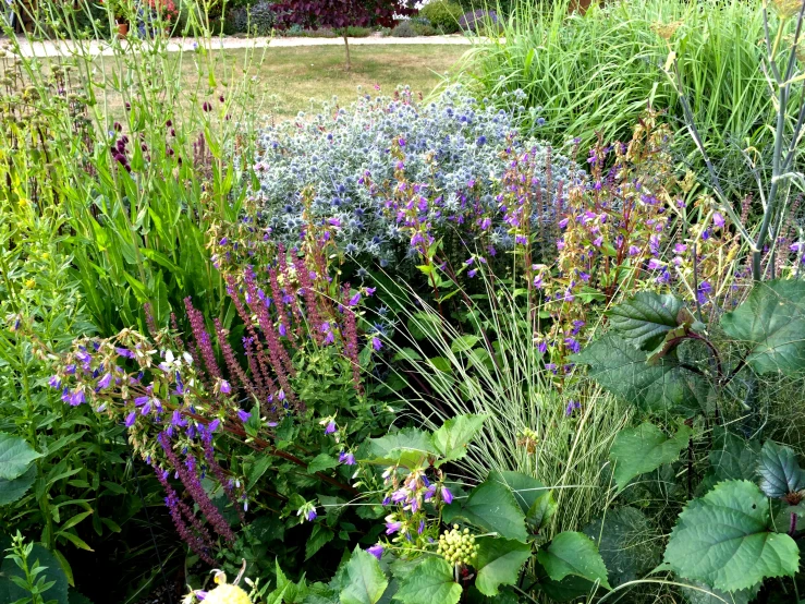 a variety of purple flowers on green and pink plants