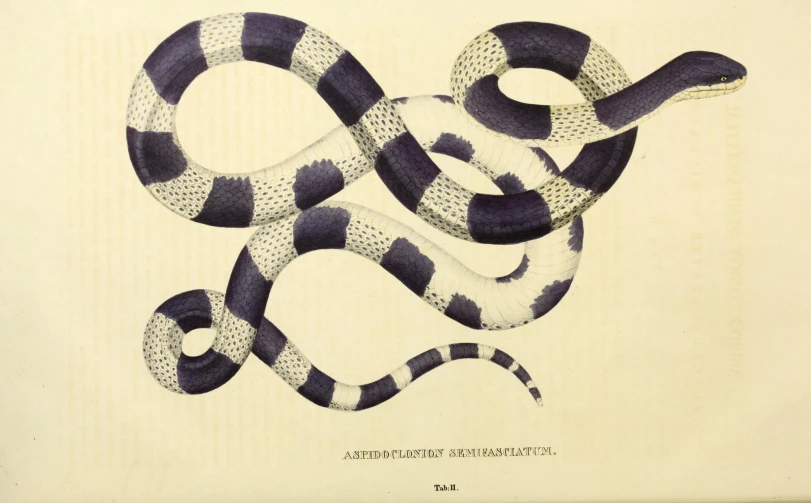 an illustration of a snake curled in a knot