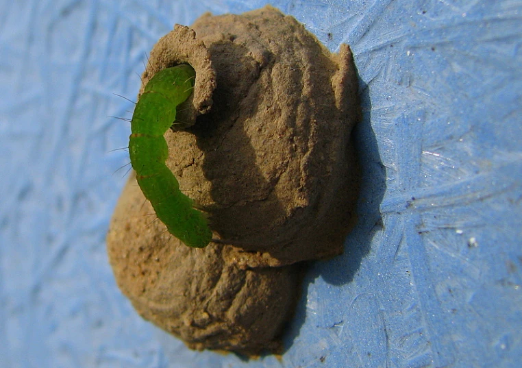 a green leaf on top of a rock