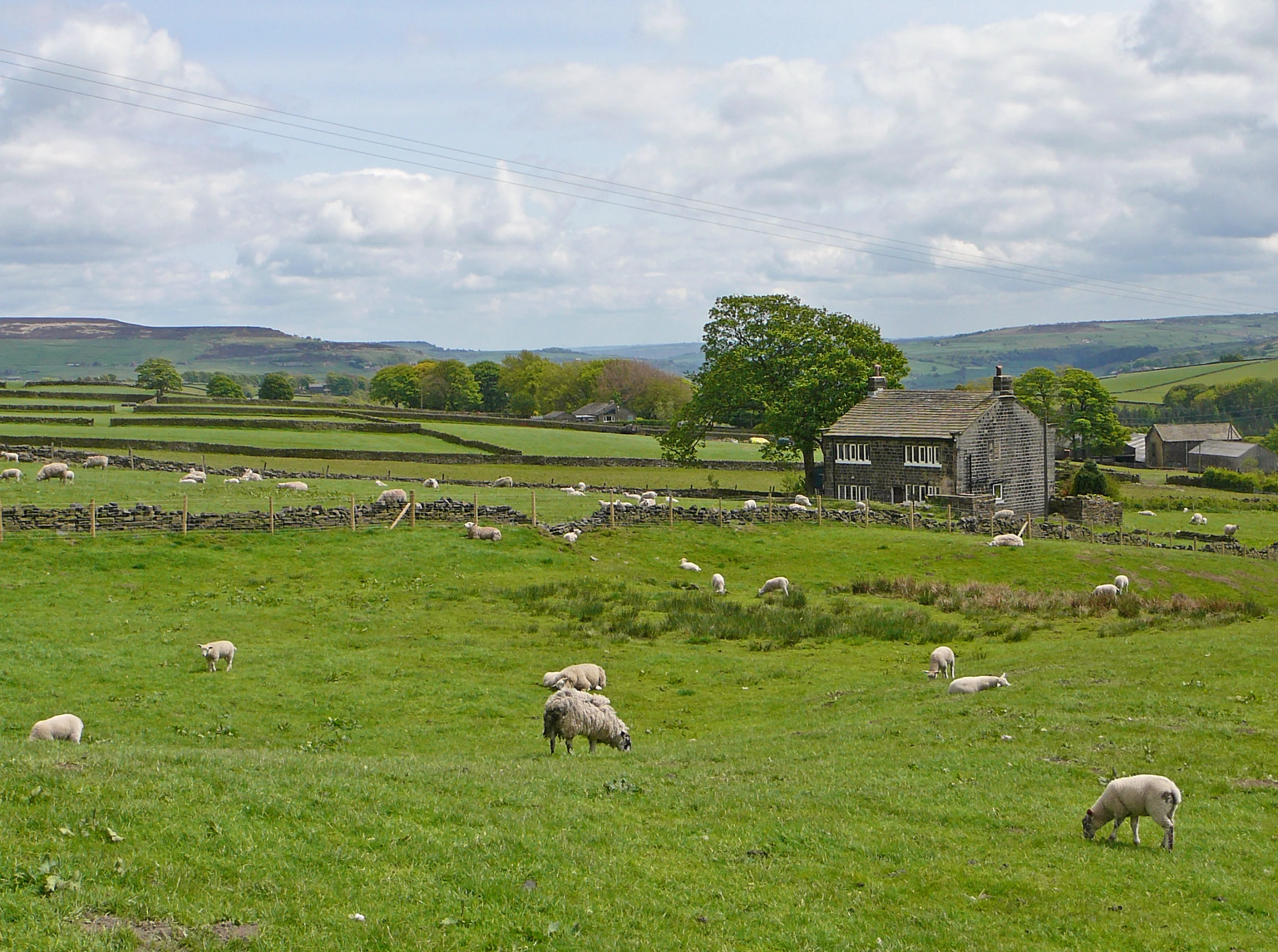 sheep are grazing in a green pasture, with an old barn in the background