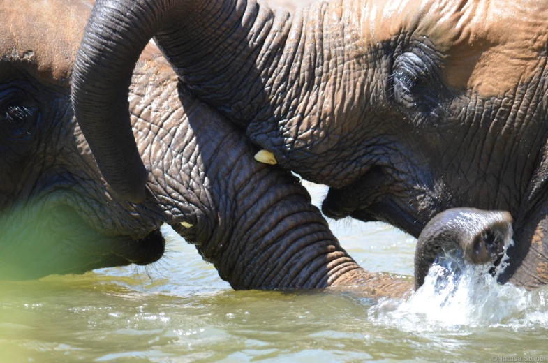 two elephants in water with one of them sticking it's trunk over the other