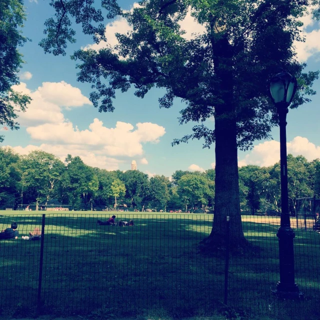 trees and grass with blue sky and clouds in the background