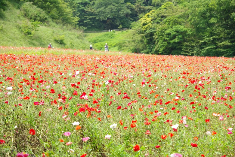 a field full of flowers and people out in the distance walking through it