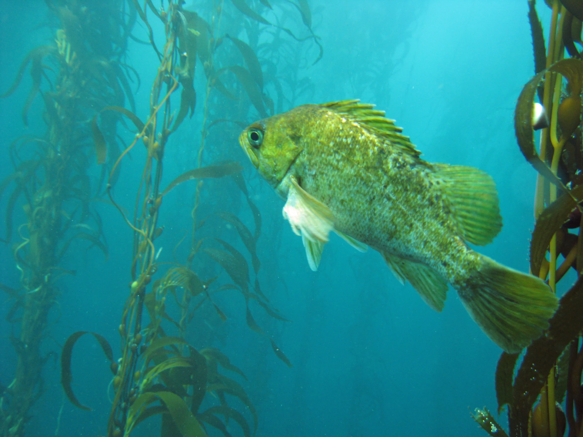 a large fish is swimming in a deep blue water