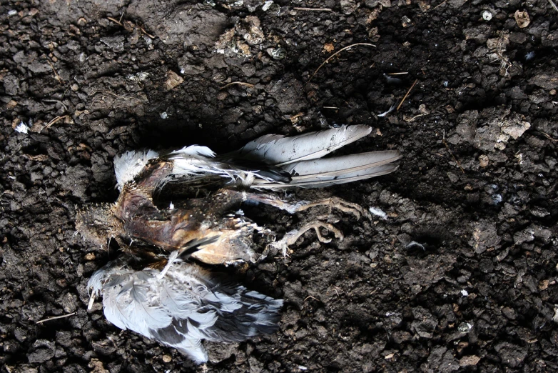 two white birds lay on a dirty ground