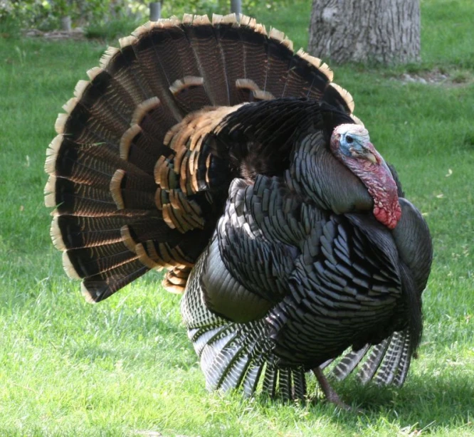 the turkey is standing still by itself in the grass