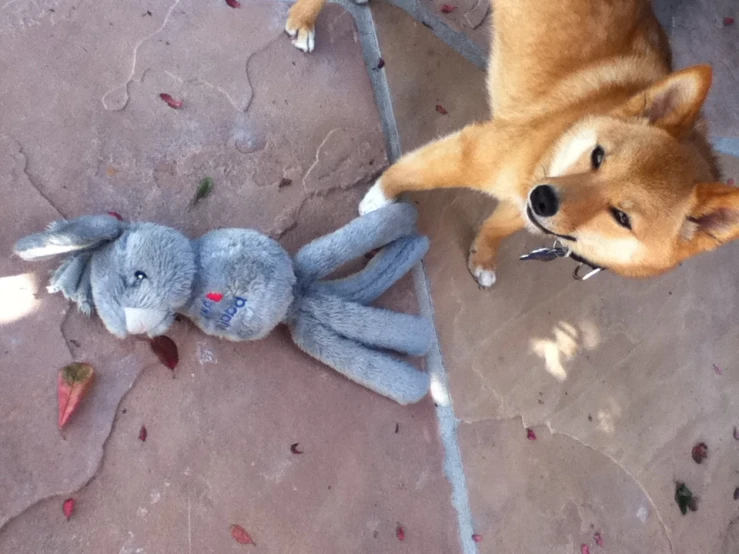 a small dog next to a stuffed animal on the ground