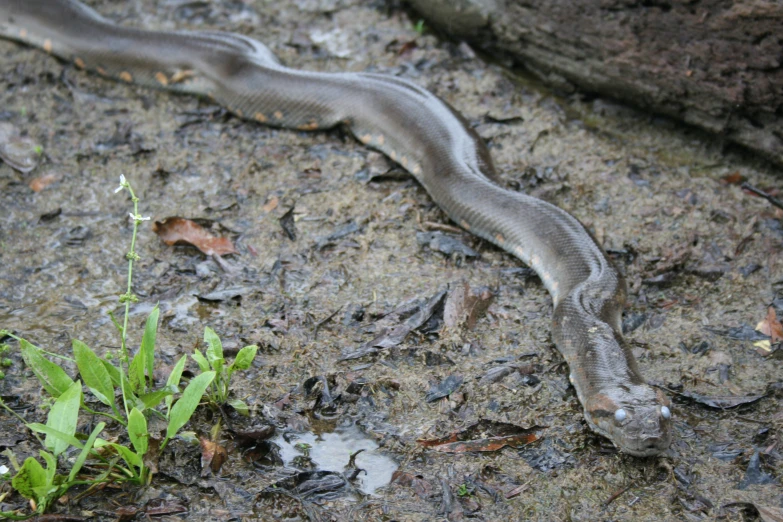 the snake is on the ground near green plants