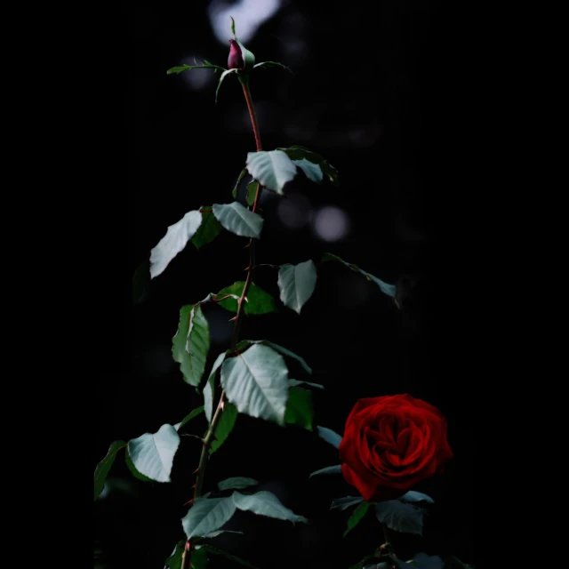 a single red rose is lit by the light from a window