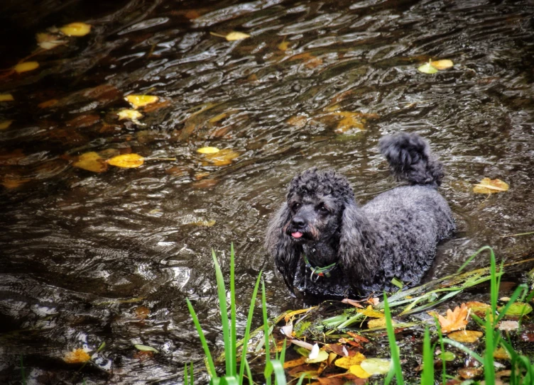 a wet poodle looks around in a creek on its leash