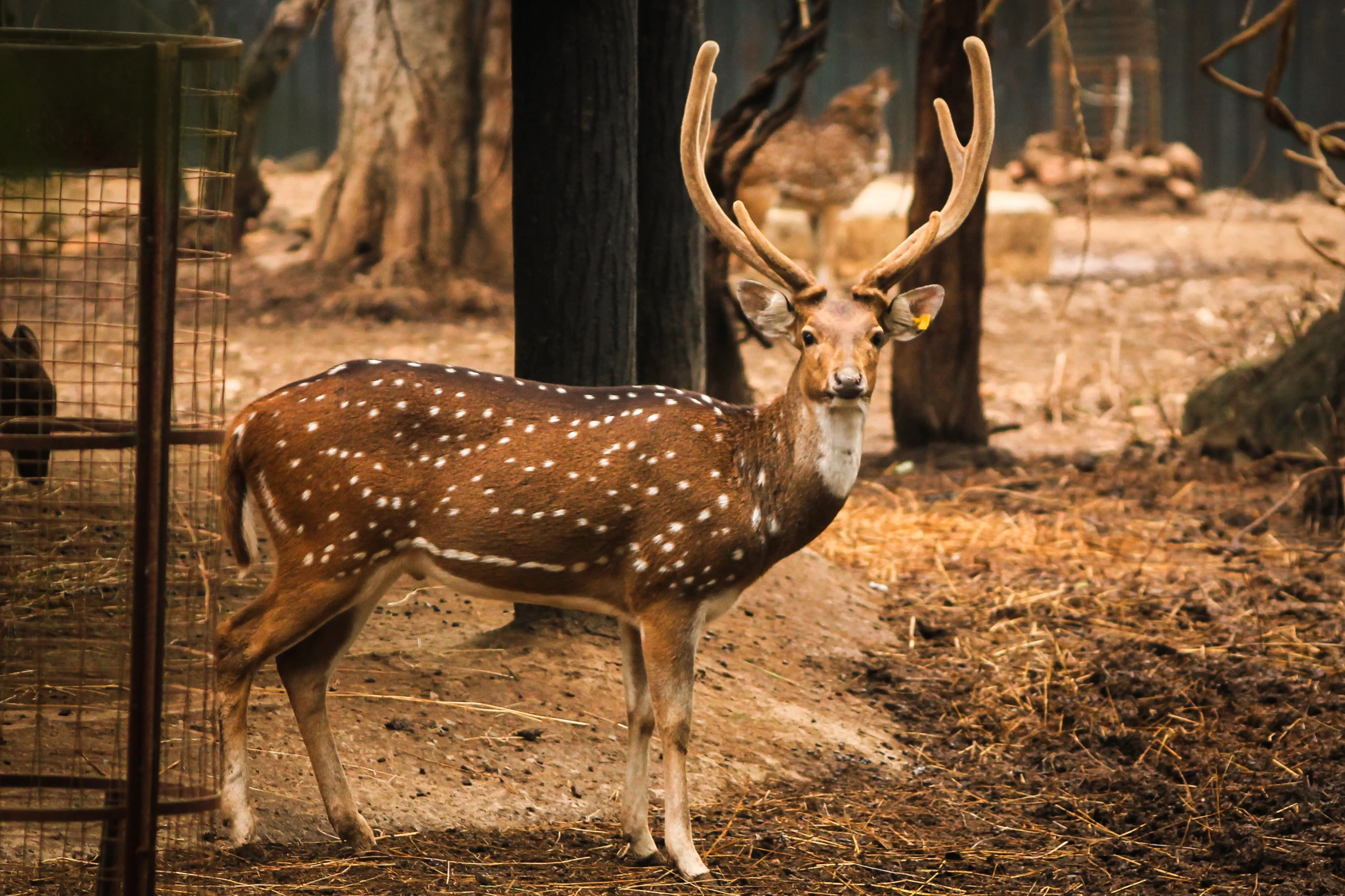 an animal that has some big horns by it