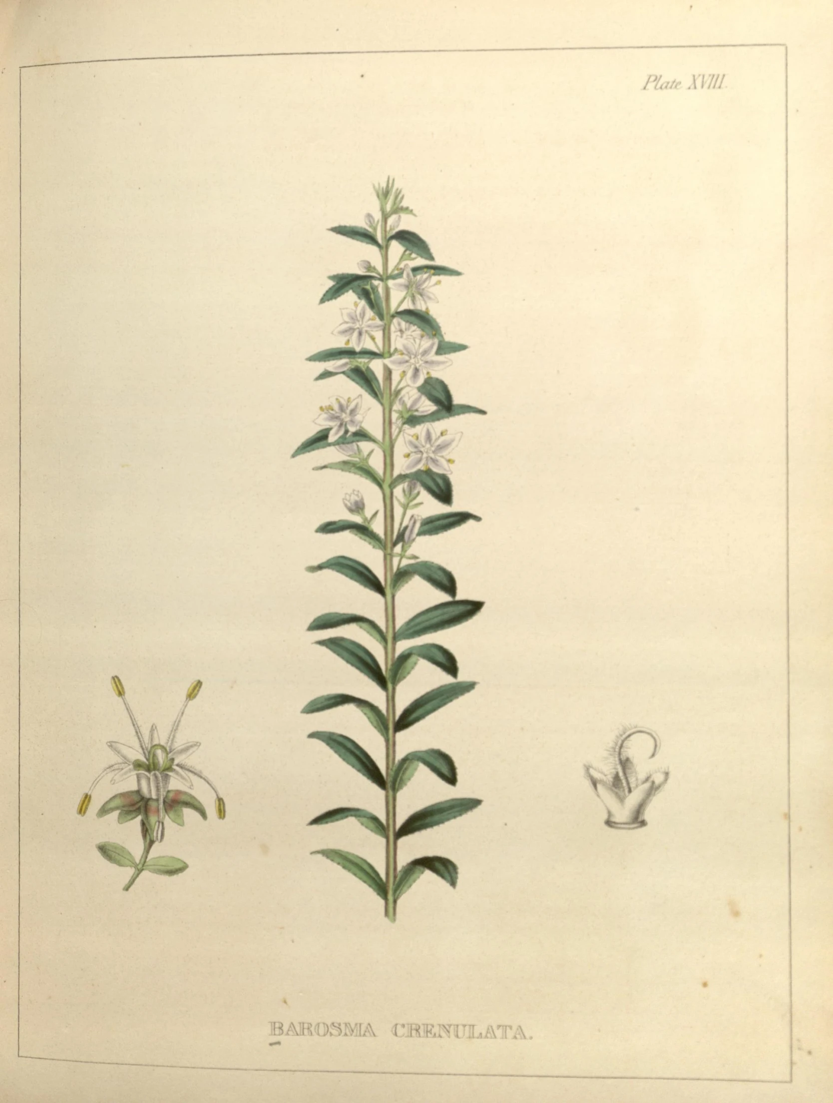 various types of plants that appear to be from the book