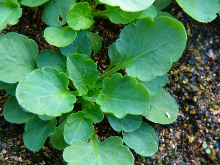 a close up of leaves on a plant in dirt