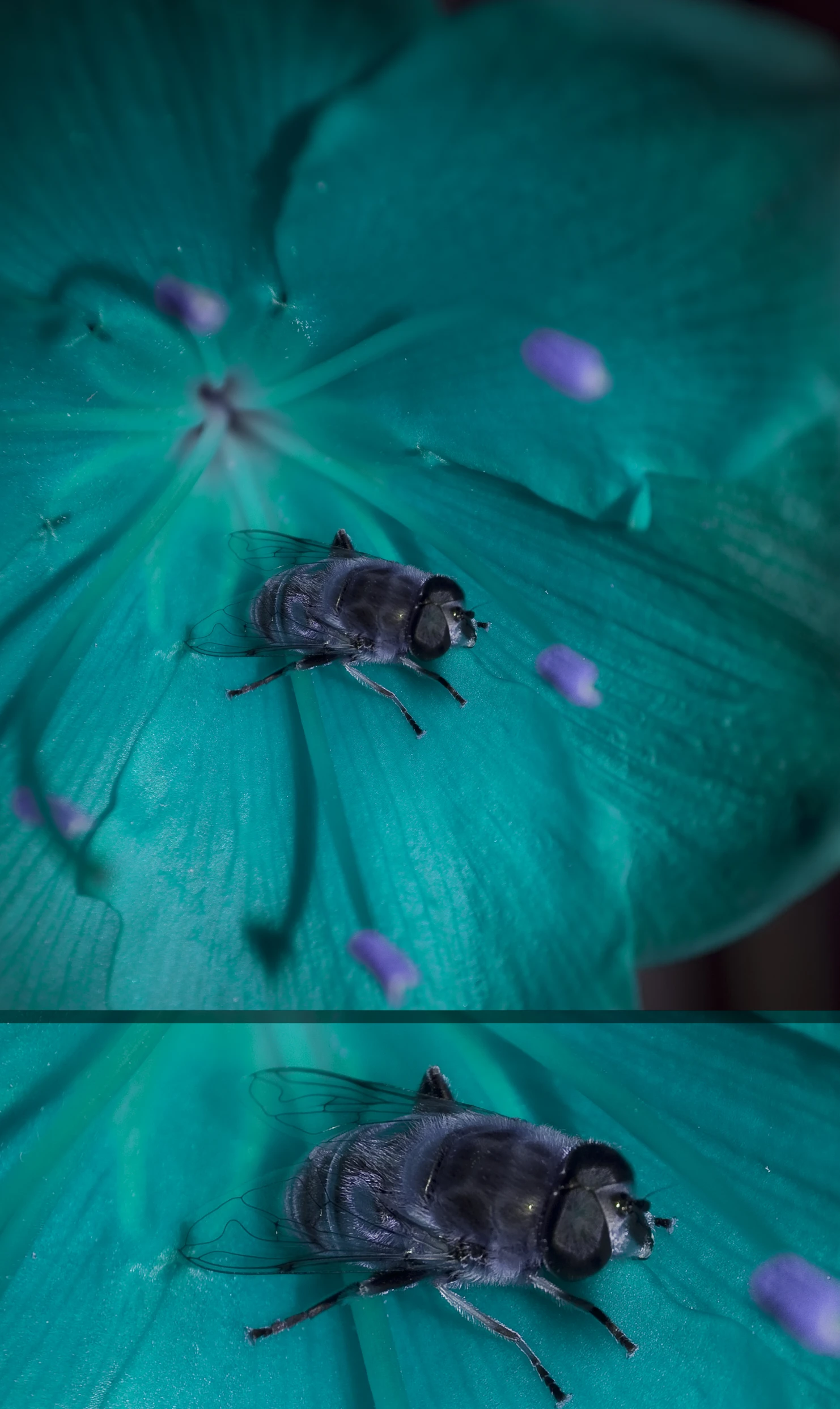 two pos of flies sitting on a large flower