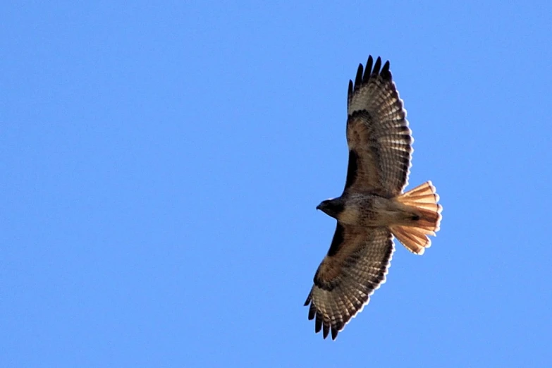 a bird in flight on a clear day