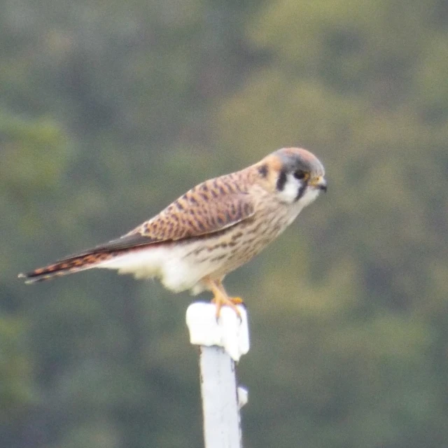 a bird perched on top of a white post