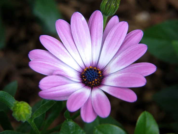 a purple and white flower with leaves around it