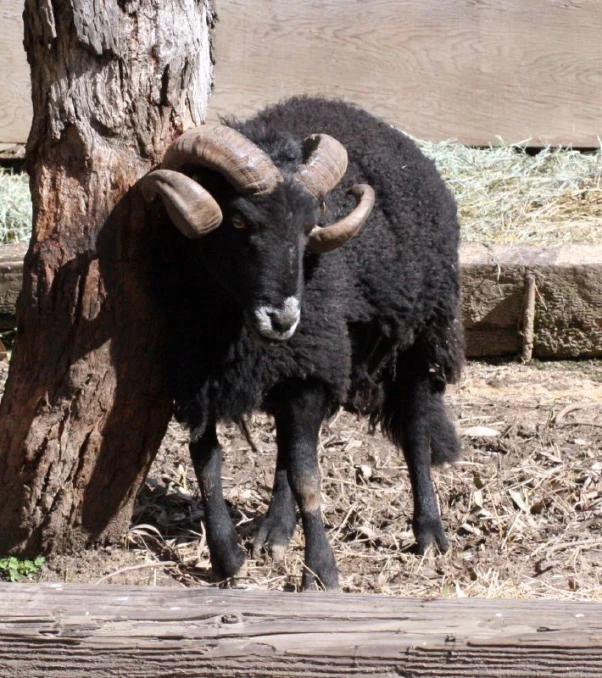 a black yak standing next to a tree