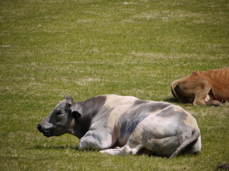 two cows sitting on a grassy field with the grass turned beige