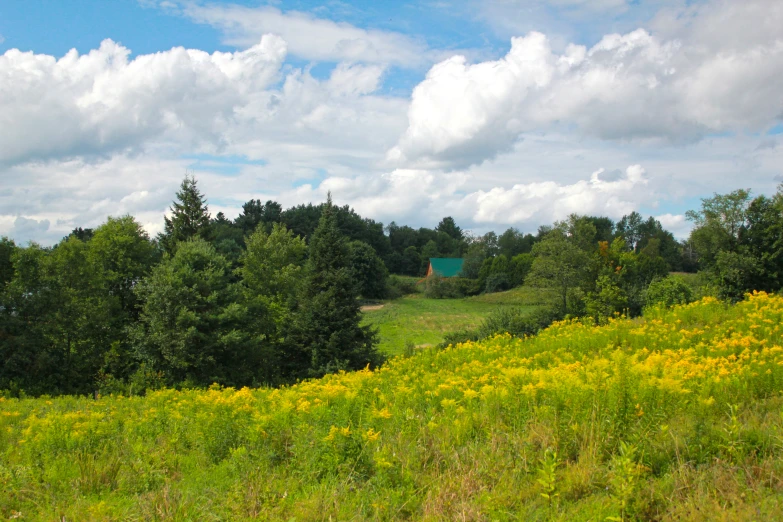 an outdoor field in the middle of some trees and flowers