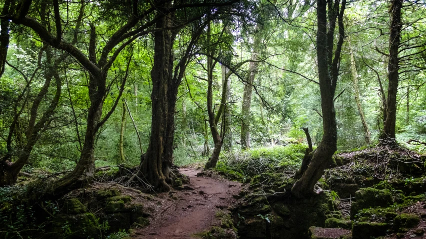 a path in the middle of some trees and a sign on it