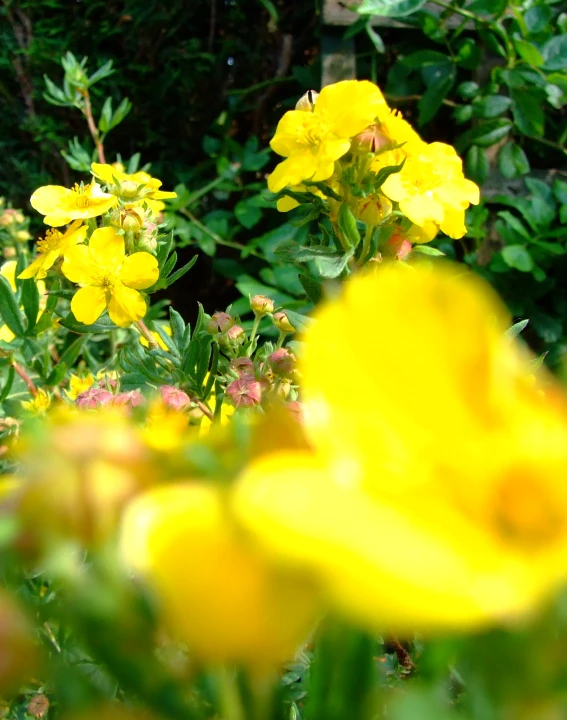 several yellow flowers in the bushes with green leaves