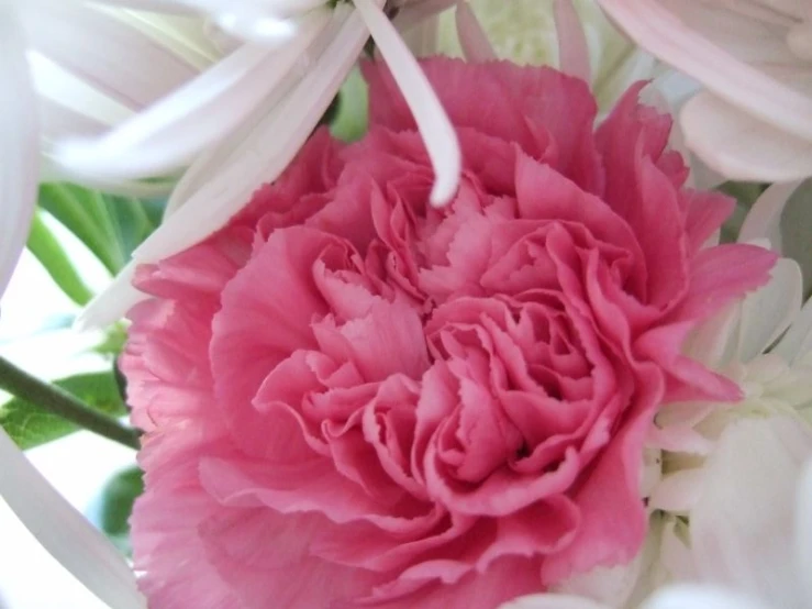 the pink and white flowers are blooming together