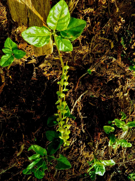 a plant that is growing from the ground