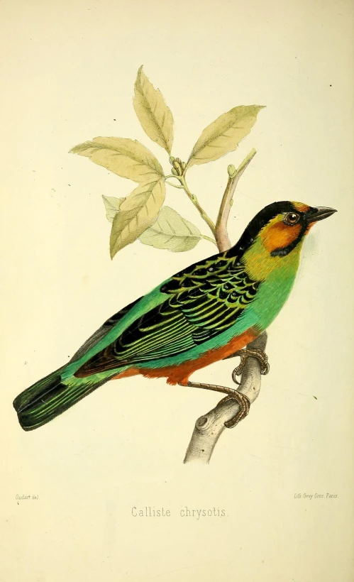 a brightly colored bird is sitting on a nch